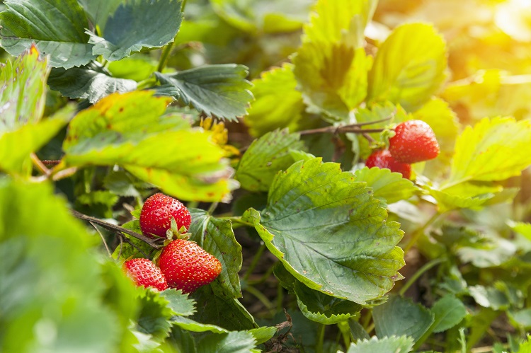 Strawberry yields forever? The impact of high temperatures on strawberries