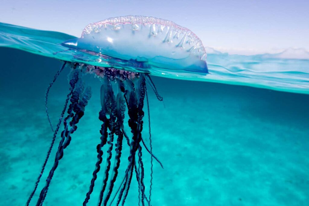 New species of Portuguese man o’ war discovered in the Tasman Sea