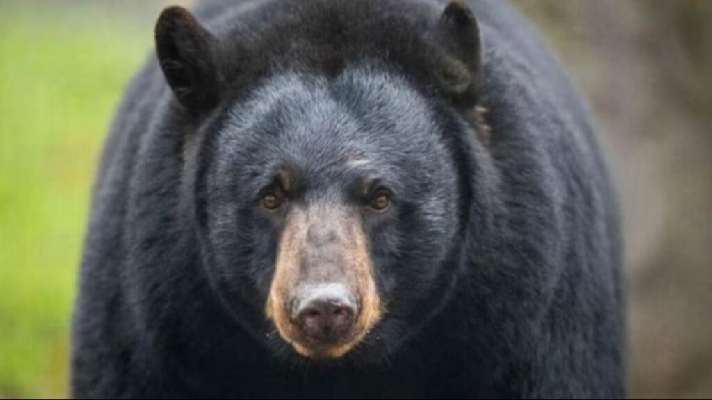 Florida Police asks people to stop taking selfies with ‘stressed’ bear