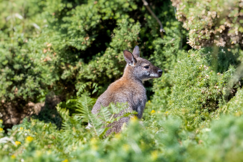 From Tasmania to Malahide: Meet the 500 wallabies off the coast of Dublin 