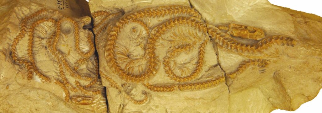 34-Million-Year-Old Snake Discovered in Wyoming Changes Our Understanding of Evolution