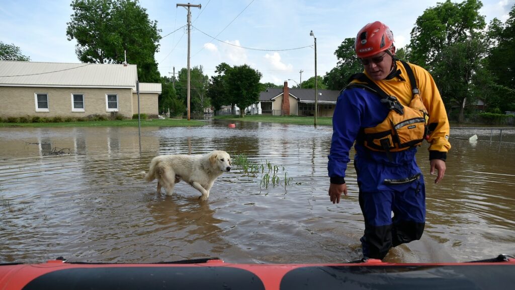 As extreme weather ramps up, animal rescuers are struggling to save our pets