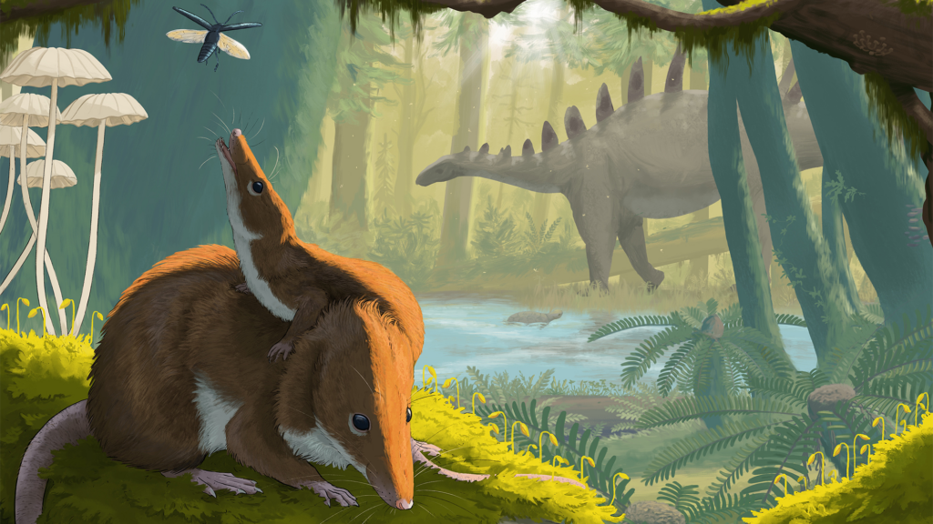 Baby teeth reveal surprisingly long lifespans of small Jurassic mammals