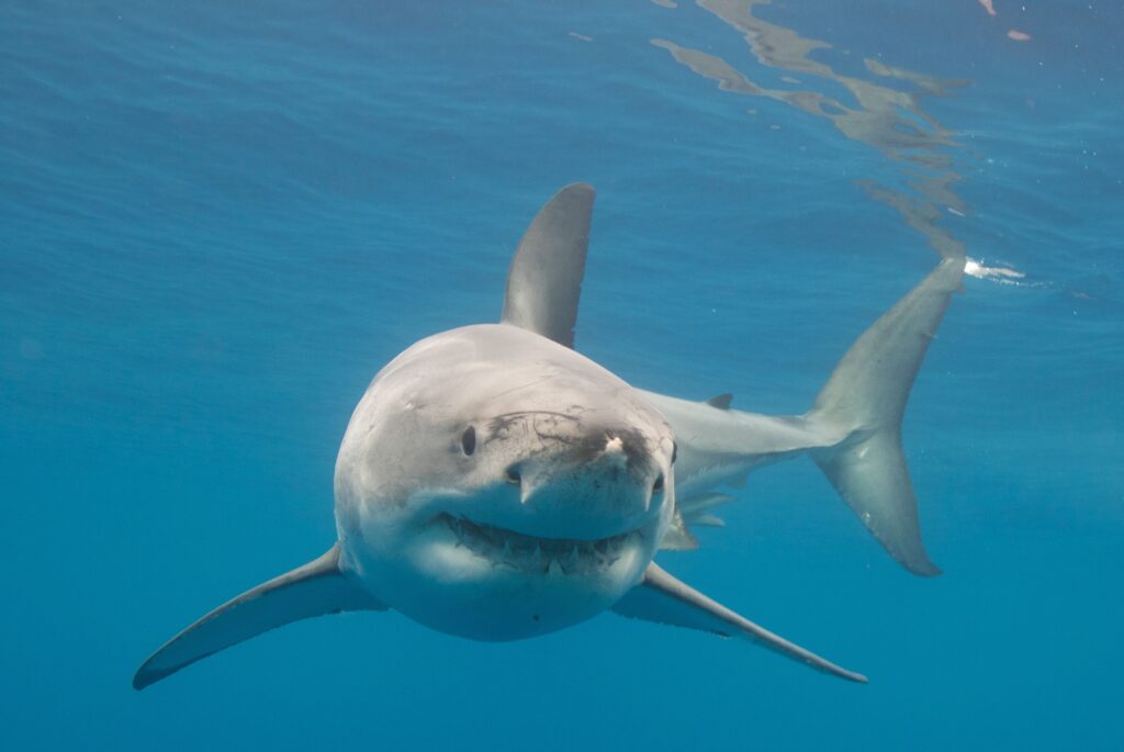 Brazilian Waters Infested with ‘Cocaine Sharks,’ Scientists Say
