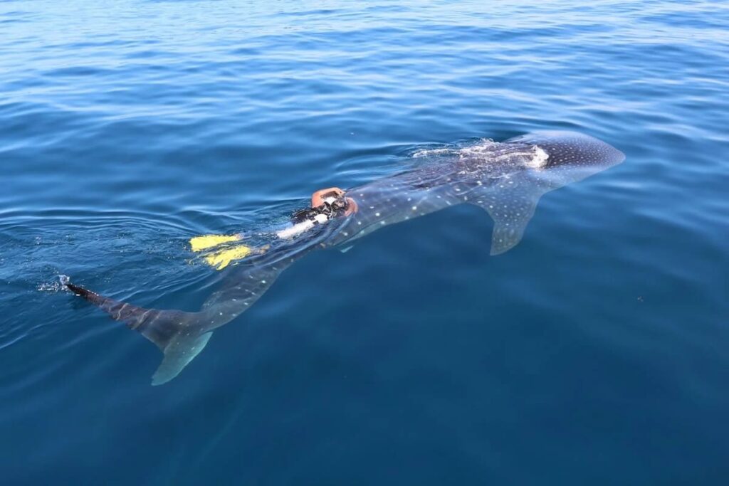 26-foot endangered whale shark tracked for record-breaking four years