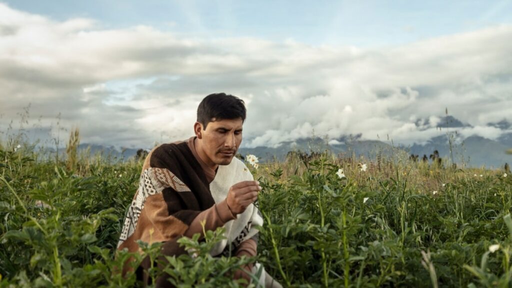 Meet ‘potato whisperer’ Manuel Choqque Bravo, who grows super potatoes in the Peruvian Andes