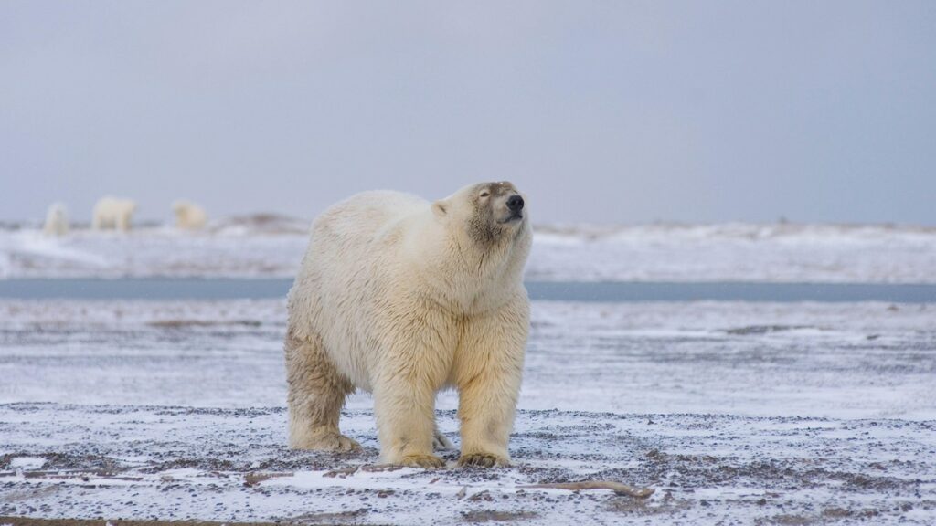 Pizzlies, grolars and narlugas: Why we may soon see more Arctic hybrids