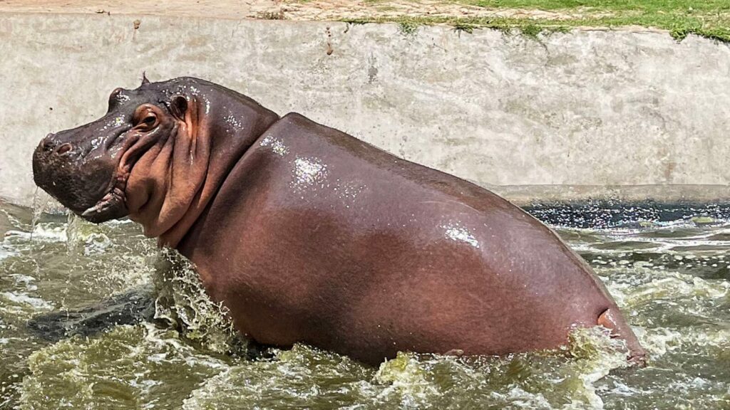 Hippopotamus fatally attacks Ranchi’s Birsa zoo caretaker, probe ordered