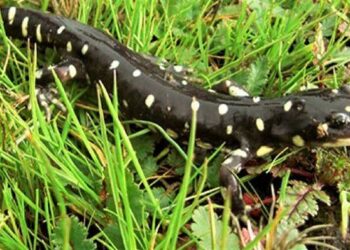 SM Airport reaches $5M settlement over tiger salamander habitat loss | Local News