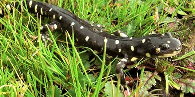 SM Airport reaches $5M settlement over tiger salamander habitat loss | Local News