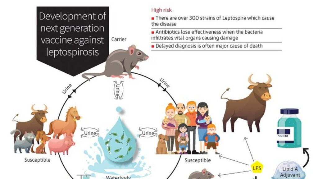 NIAB scientists working on next generation vaccine against ‘Leptospirosis’