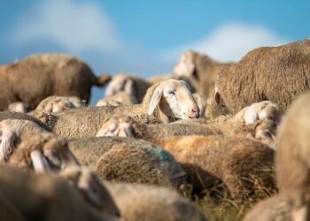 Intchains Group (NASDAQ:ICG) & Natcore Technology (OTCMKTS:NTCXF) Financial Contrast – Defense World