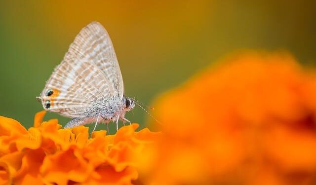 How Lifestyle, Diet, and Community Affect Aging – Neuroscience News