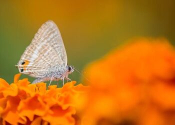 So What Is Meghan Markle’s New Lifestyle Brand ACTUALLY Selling? – House Beautiful