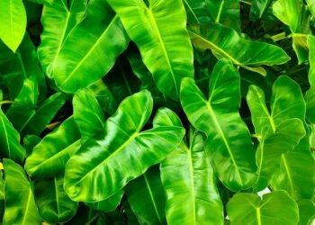 Environmental Science Major Minors in Mineral Resources – The University of Arizona Research