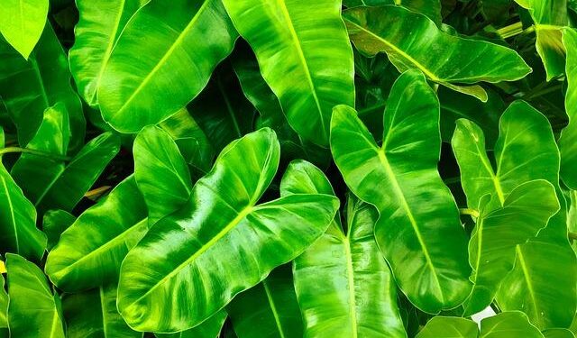 Environmental Science Major Minors in Mineral Resources – The University of Arizona Research