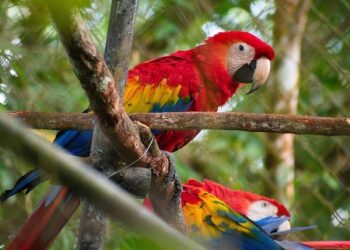 Scarlett Johansson Wasn’t Ready For Colin Jost To Go There With This ‘Vulgar’ Joke – HuffPost