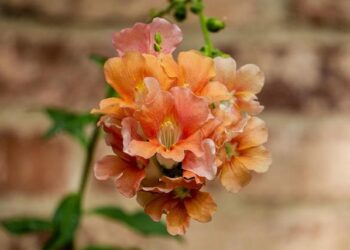 Anvita Reddy Commerce Editor, Lifestyle – Prevention Magazine