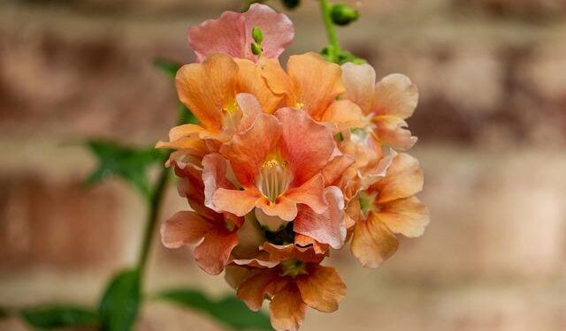 Anvita Reddy Commerce Editor, Lifestyle – Prevention Magazine