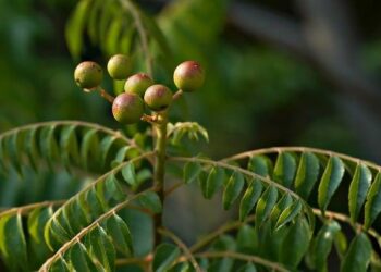 Plants from the planetary past – Science