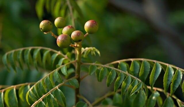 Plants from the planetary past – Science