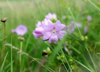 Elon Musk Seeks to Put $100 Million Into Trump Political Operation – The New York Times