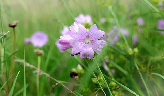 Elon Musk Seeks to Put $100 Million Into Trump Political Operation – The New York Times