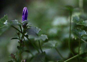 Early Bird Registration Launches for Optometry’s Meeting 5th World Congress of Optometry – Vision Monday