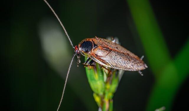Scientists Turned Cockroaches Into Cyborgs, Giving Them Navigation Superpowers – ScienceAlert