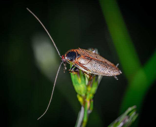 Scientists Turned Cockroaches Into Cyborgs, Giving Them Navigation Superpowers – ScienceAlert