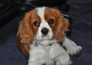 Cavaliers rally from 18-point deficit, clinch Central Division with 109-104 win over Nets – Yahoo Sports