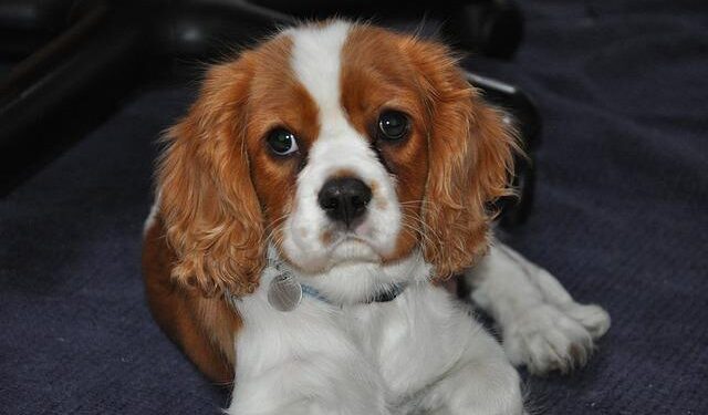 Cavaliers rally from 18-point deficit, clinch Central Division with 109-104 win over Nets – Yahoo Sports