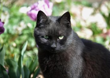 Senator Jeanne Shaheen, New Hampshire Democrat, Won’t Run Again in 2026 – The New York Times