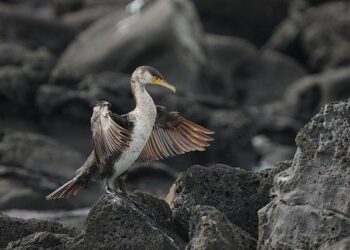 10 animals that are extremely important for ecological balance – The Times of India