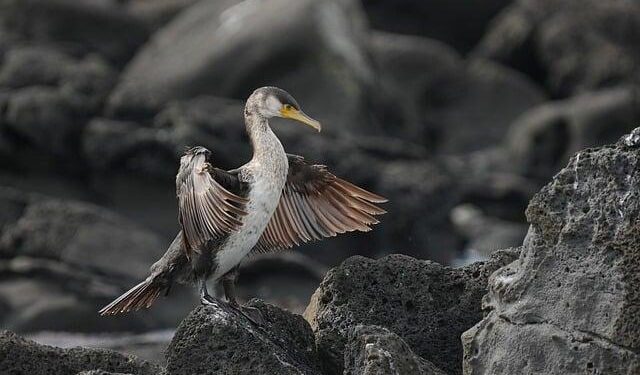 10 animals that are extremely important for ecological balance – The Times of India