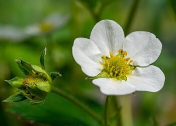 Poteet Strawberry Festival announces entertainment lineup for 2025 – KSAT San Antonio