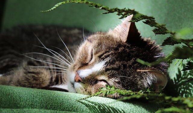 Most ancient Europeans had dark skin, eyes and hair up until 3,000 years ago, new research finds – Livescience.com