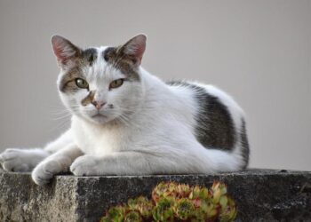 Ecology & Evolution Seminar: “Terrestrial locomotion in elongate fishes: Exploring the Roles of Morphology and Substrate in Facilitating Locomotion” – Stony Brook University