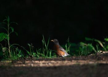 ‘American comeback’ won’t happen overnight, Vance says during Michigan stop – Detroit Free Press