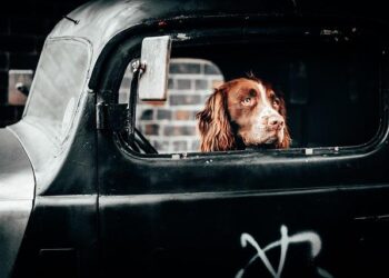 Lifestyle – The Independent