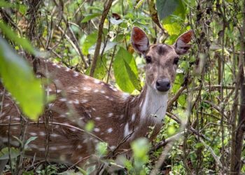 Throw Elon Musk Out of the Royal Society – The Atlantic