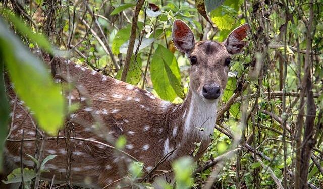 Throw Elon Musk Out of the Royal Society – The Atlantic