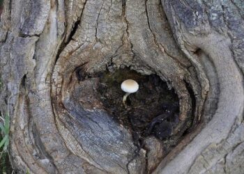 Operationalizing Ecological Resilience Concepts for Managing Species and Ecosystems at Risk – Frontiers