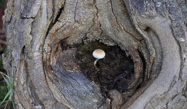 Operationalizing Ecological Resilience Concepts for Managing Species and Ecosystems at Risk – Frontiers