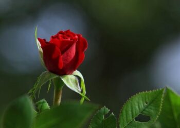 Here’s why the color green could be good for our health – WKBN.com