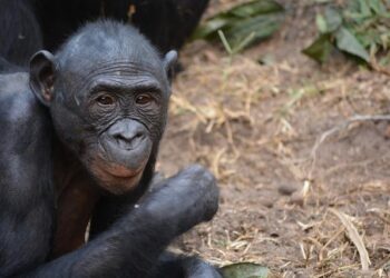 Democrats’ Shutdown Dilemma and the End of Politics – The Dispatch