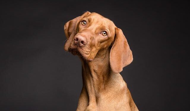 The Perfect Companion For An Active Lifestyle: 15 Dogs That Need Plenty Of Exercise – MSN