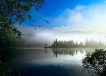 Ecology – Field Studies, Data Analysis, Conservation – Britannica