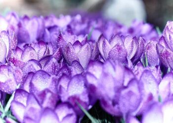 Evidence that 40Hz gamma stimulation promotes brain health is expanding – MIT News