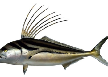 Do deep-sea nodules produce oxygen in the dark? Experts debate new findings – The Times of India